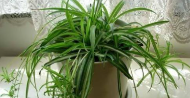 室內(nèi)裝修后除甲醛：如何清除甲醛？甲醛治理有用嗎？