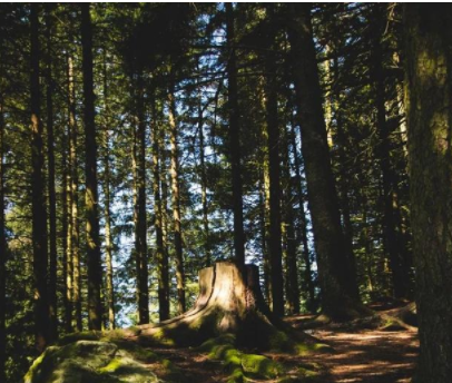 民宿規(guī)劃設(shè)計(jì)案例：家具+民宿+咖啡館，打造家具行業(yè)新模式